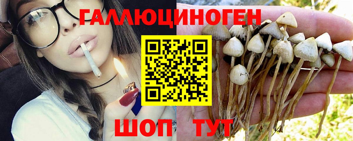 Псилоцибиновые грибы Cubensis Киселёвск